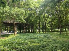 -同里国家湿地公园