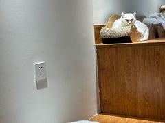 -有猫主题·治愈系猫咖(曾厝垵店)