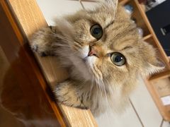 -momokira米努特·德文卷毛猫·棉花面纱犬