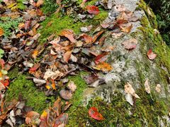 -青峰峡国家森林公园