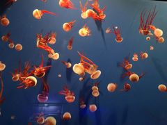 -成都浩海立方海洋公园