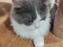 -楼上猫咖(罗湖店)