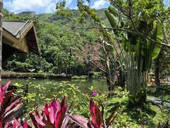 -西双版纳原始森林公园