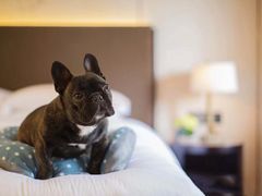 -崇明金茂凯悦酒店.宴会厅