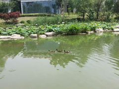 android_upload_pic-苏州金鸡湖大酒店