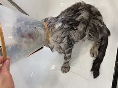 -爱洗澡的猫(望京店)