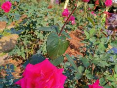 -人民公园(罗湖区)