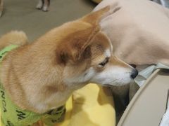 -逗柴咖啡屋·狗咖猫咖宠物桌游