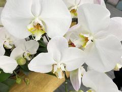 -芝士洋馆定制蛋糕店·低糖