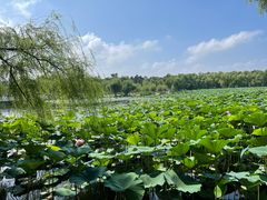 -长春市南湖公园