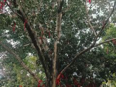 -南宁良凤江国家森林公园