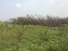 -芒洲湿地公园