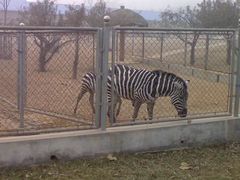 -石家庄市动物园