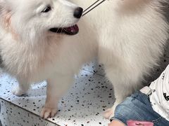 -毛绒耶耶撸宠馆·猫咖·狗咖·荷兰猪咖