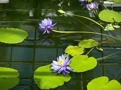 -国家植物园南园