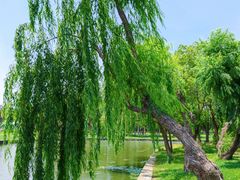-无锡蠡湖国家湿地公园-蠡园