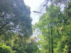 -铁山坪森林公园