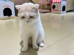 -藏猫猫咖啡主题馆(中央大道店)