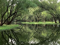 -上海共青森林公园