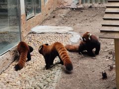 -深圳野生动物园