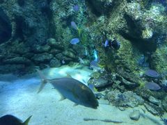 -悉尼海洋生物水族馆