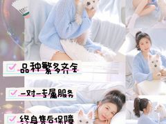 -萌宠之家·腊肠犬·马尔泰·小体犬舍