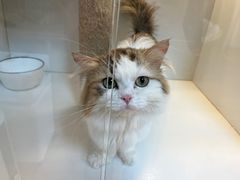 -十月米努特矮脚猫舍