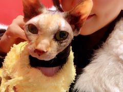 -猫色咖啡·猫咖