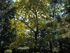 -香山公园