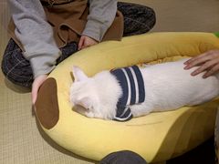 -逗柴咖啡屋·狗咖猫咖宠物桌游