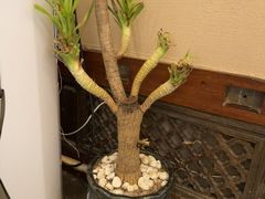 -慢丽江·云南野生菌土鸡锅(付家庄店)