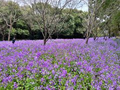 -上海滨江森林公园