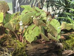 -国家植物园南园