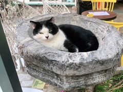 -喵屿·大理花园猫咖