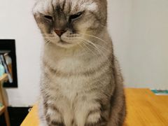 -猫色咖啡·猫咖