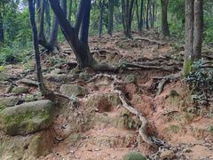 -火炉山森林公园