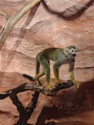 -Zoolung Zoolung动物主题公园(海信广场店)