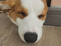 -浣熊柯尔鸭土拨鼠·电玩咖