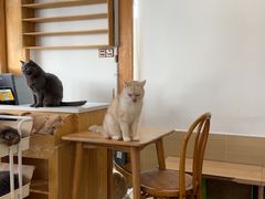 -是阿柴呀！柴犬咖啡·爱喵喵猫咖