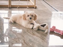 -pd派德宠物中心医院24H急重症·眼科中心·血液透析中心(嵩山北路店)