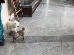 -pd派德宠物中心医院24H急重症·眼科中心·血液透析中心(嵩山北路店)