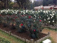 iphone_upload_pic-人民公园(罗湖区)