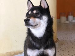 -喜柴咖啡·柴犬狗咖