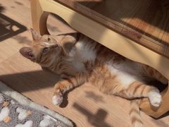 -MOYOYO猫咪咖啡店