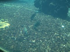 -海棠湾洲际-涛·海底餐厅·美人鱼·自助餐·海底隧道