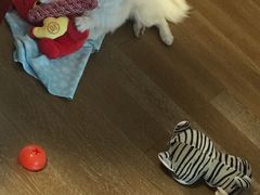 -艾贝尔宠物医院·24H转诊中心·肿瘤猫专科(江宁双龙店)