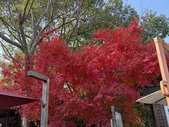 -上海海湾国家森林公园