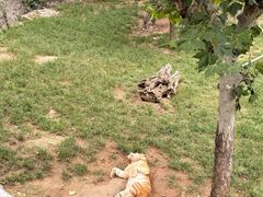 -西霞口神雕山野生动物世界