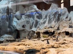 -帝企鹅自助餐厅•儿童岛•真企鹅(长隆企鹅酒店)