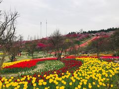 -秀丽东方
